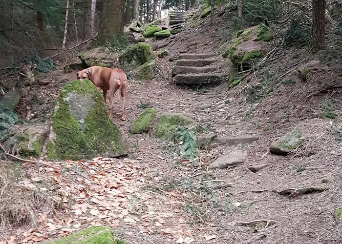Szálloda Platzhirsch Gaggenau